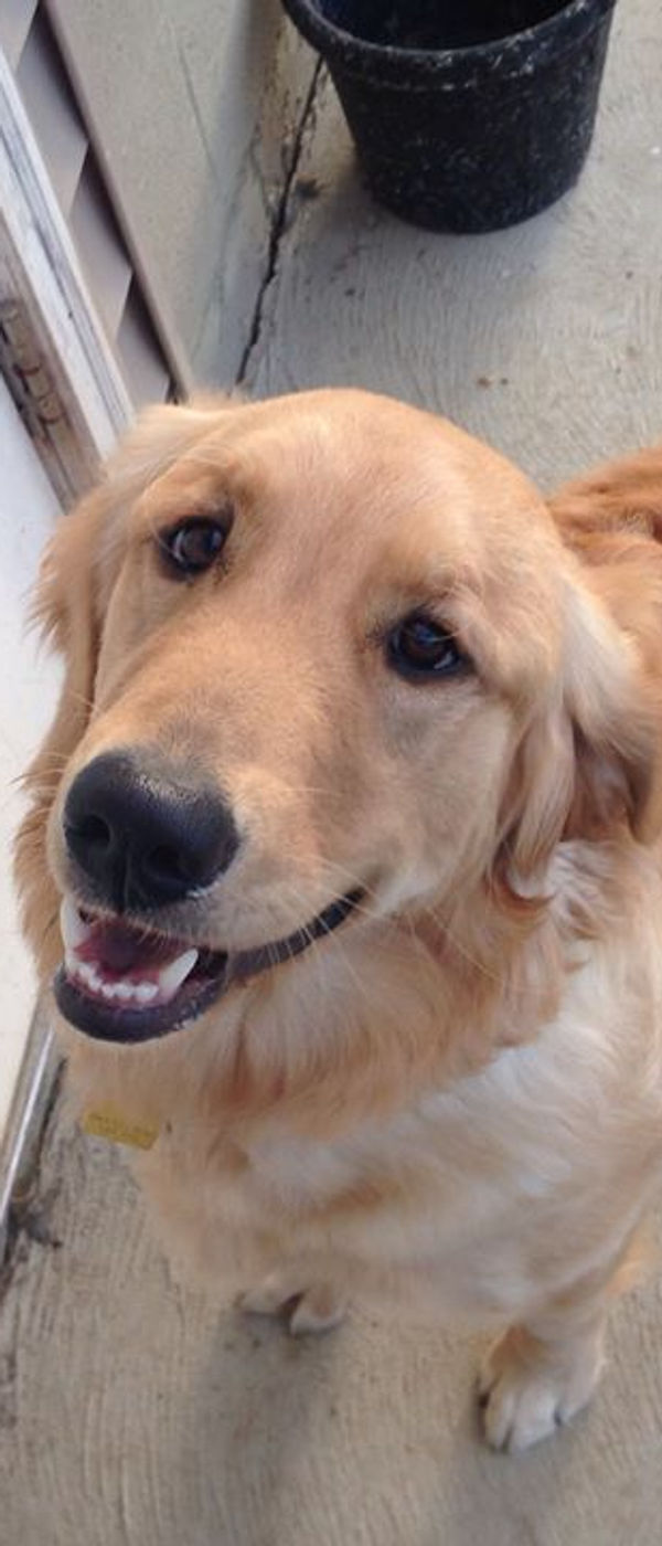Spacious indoor kennel